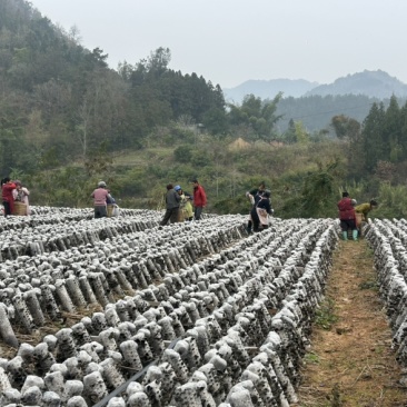 贵州罗甸黑木耳（自有基地）