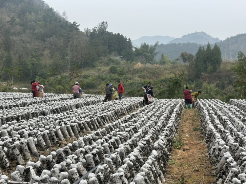 贵州罗甸黑木耳（自有基地）