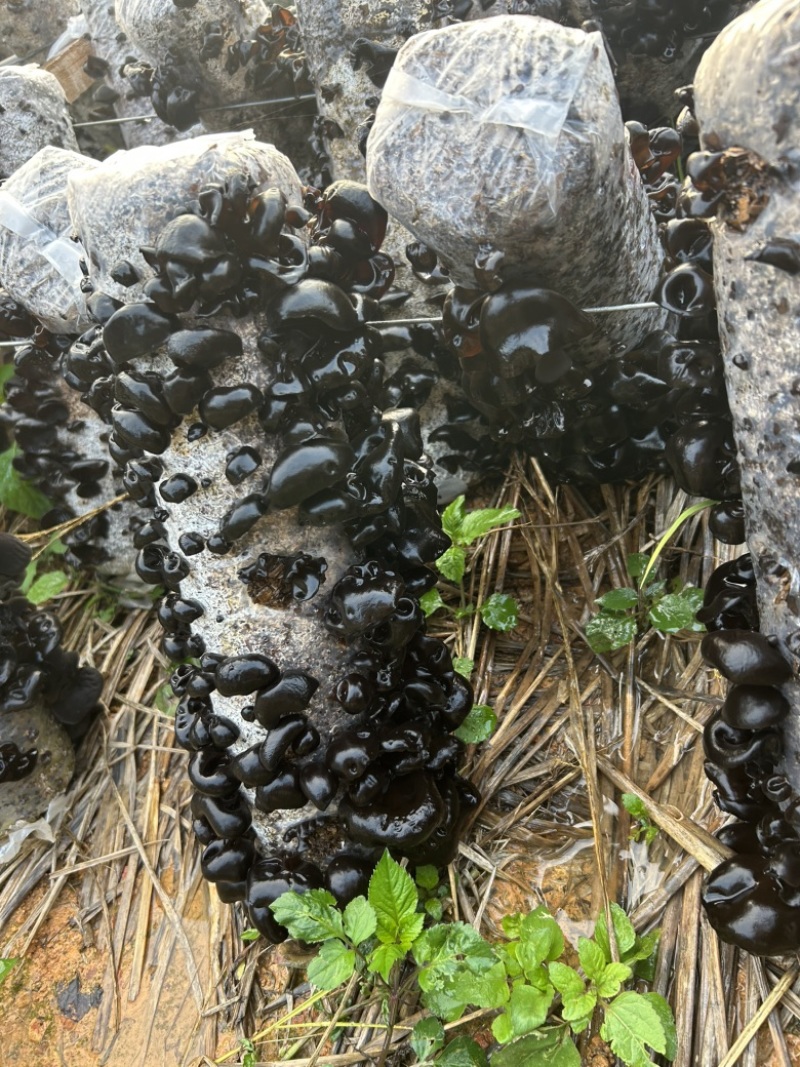 贵州罗甸黑木耳（自有基地）