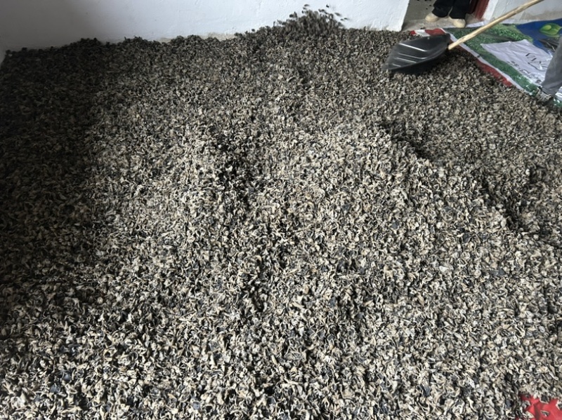 贵州罗甸黑木耳（自有基地）