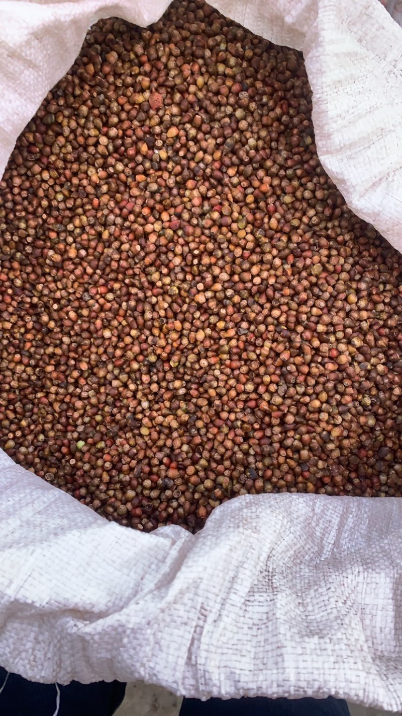 红豆杉种子