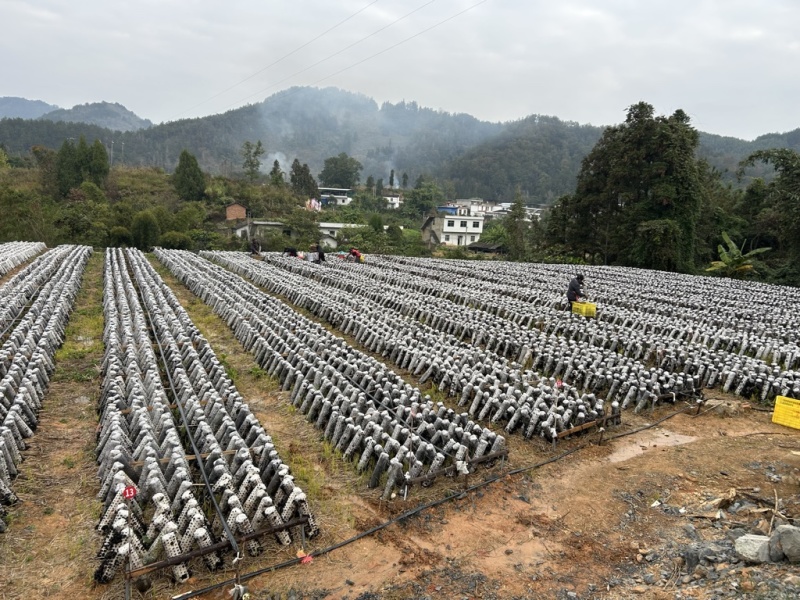 贵州罗甸黑木耳（自有基地）