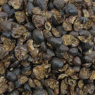 中药材土元，昆虫类，土鳖虫，各种各样的规格都有现货大货