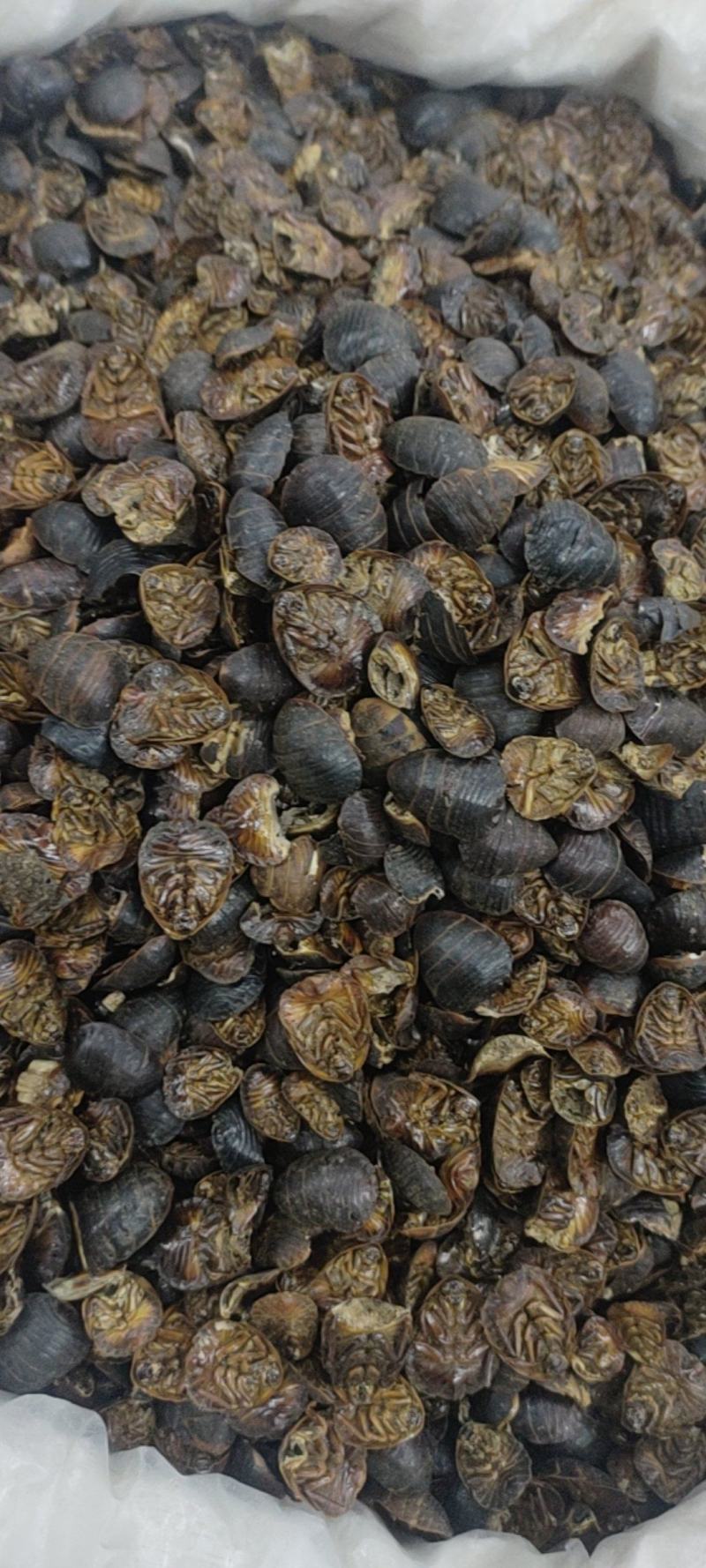 中药材土元，昆虫类，土鳖虫，各种各样的规格都有现货大货