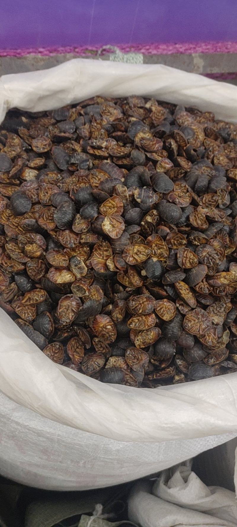 中药材土元，昆虫类，土鳖虫，各种各样的规格都有现货大货