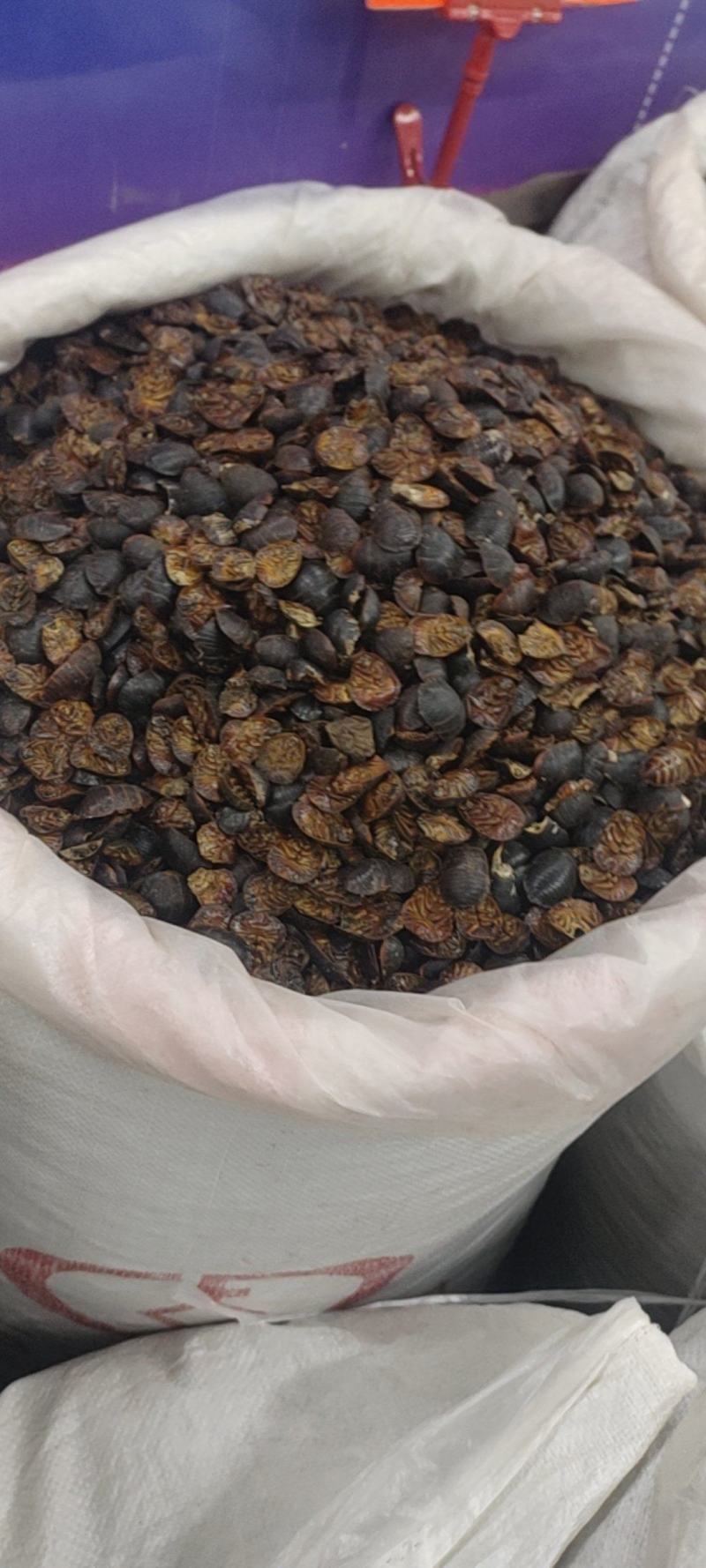 中药材土元，昆虫类，土鳖虫，各种各样的规格都有现货大货