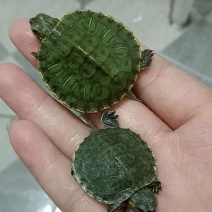 巴西龟水龟活体大小情侣乌龟观赏摆地摊家养活物宠物批发