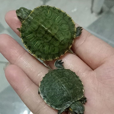 巴西龟水龟活体大小情侣乌龟观赏摆地摊家养活物宠物批发