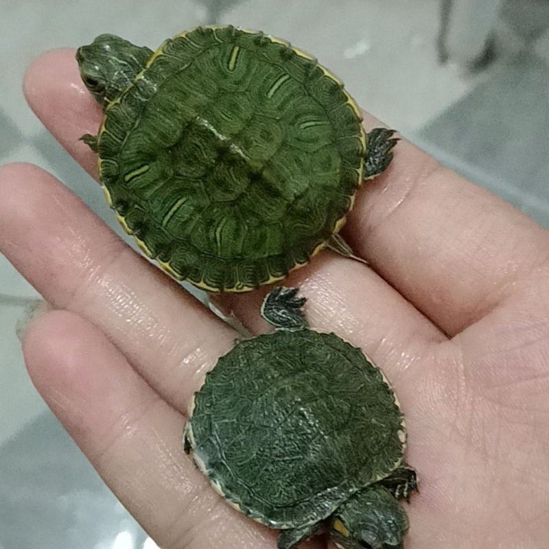 巴西龟水龟活体大小情侣乌龟观赏摆地摊家养活物宠物批发