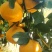 吉柚(甜心柚)产地直发