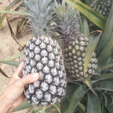 香水菠萝