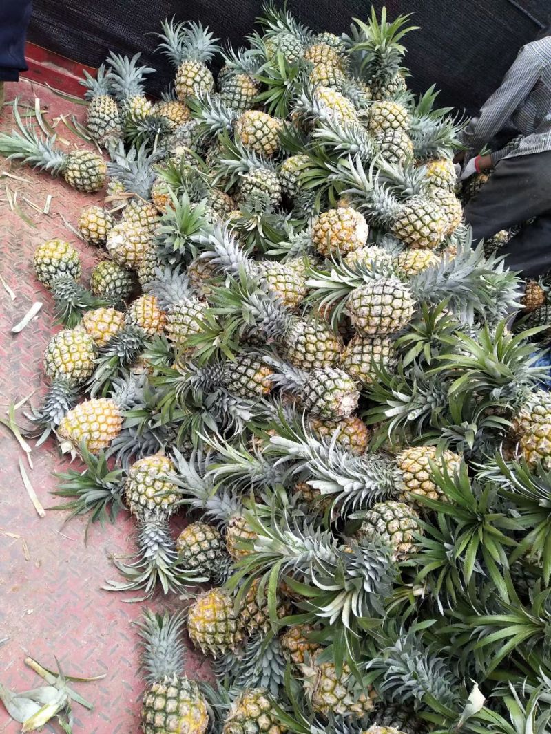 香水菠萝