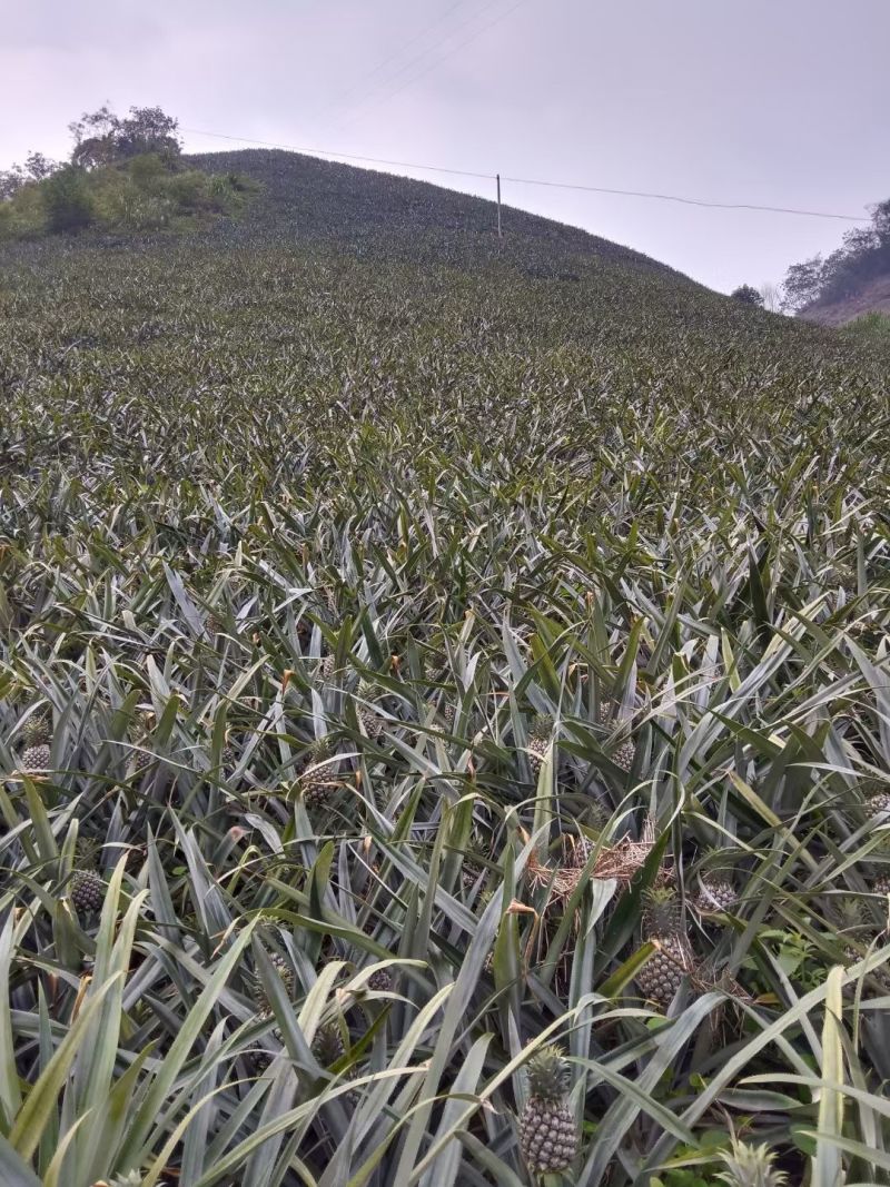 香水菠萝