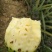 香水菠萝