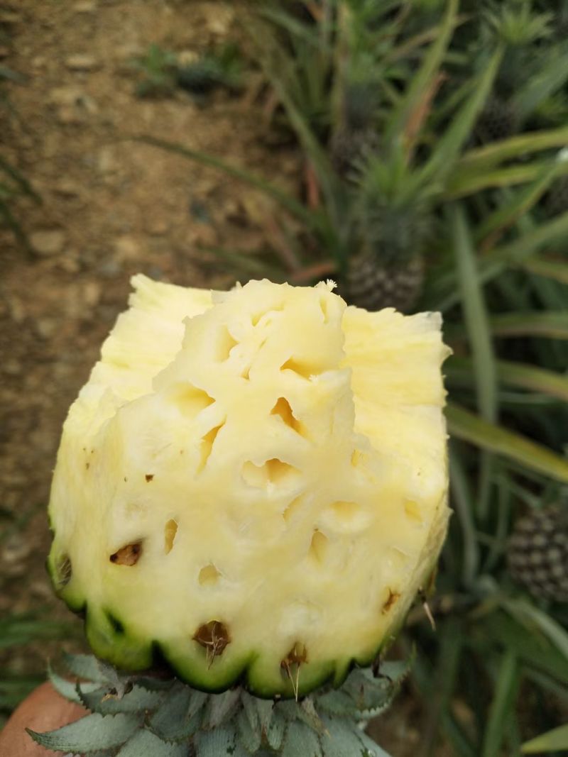 香水菠萝