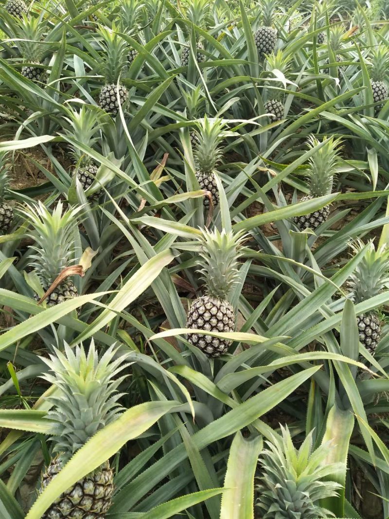 香水菠萝