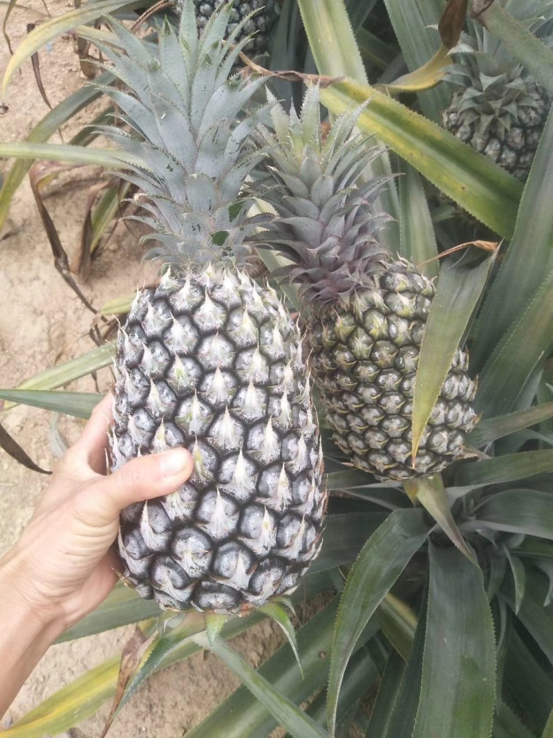 香水菠萝