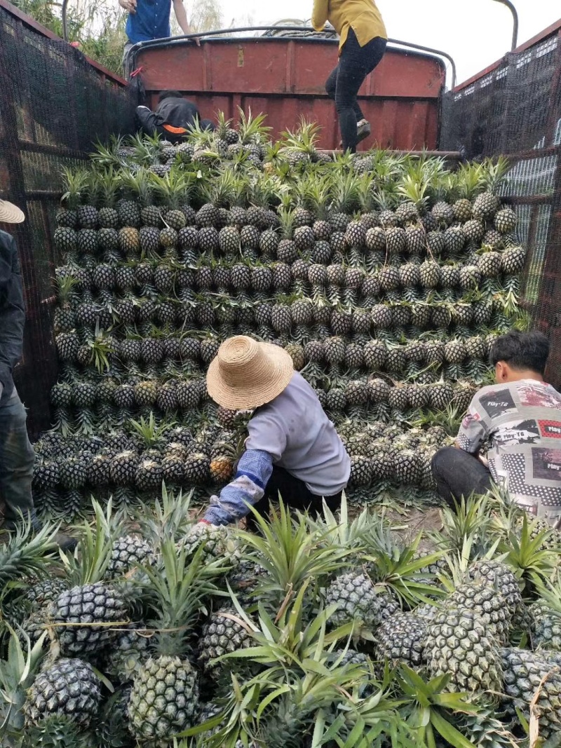 香水菠萝
