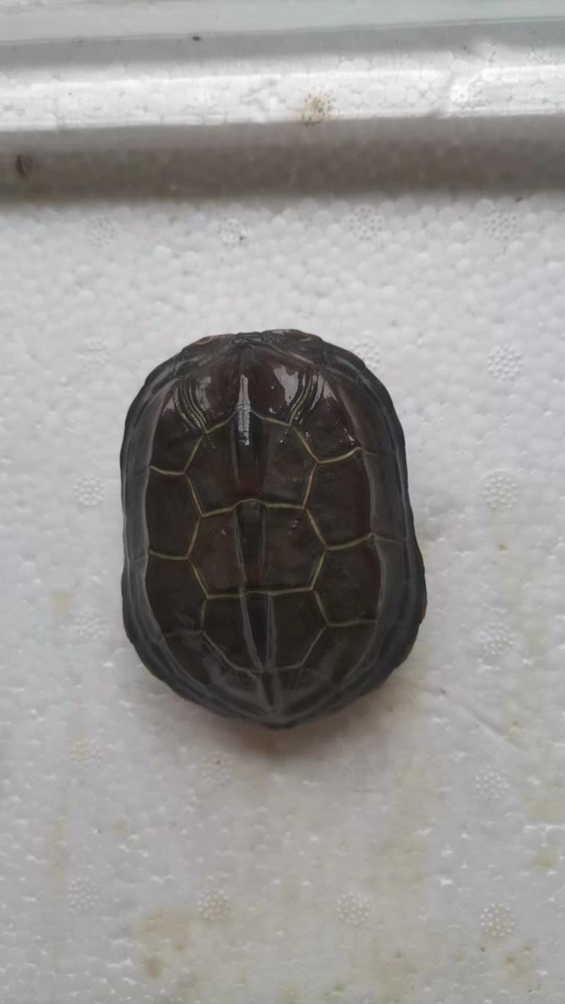 中华草龟田园外塘冷水活物乌龟活体小草观赏宠物便宜