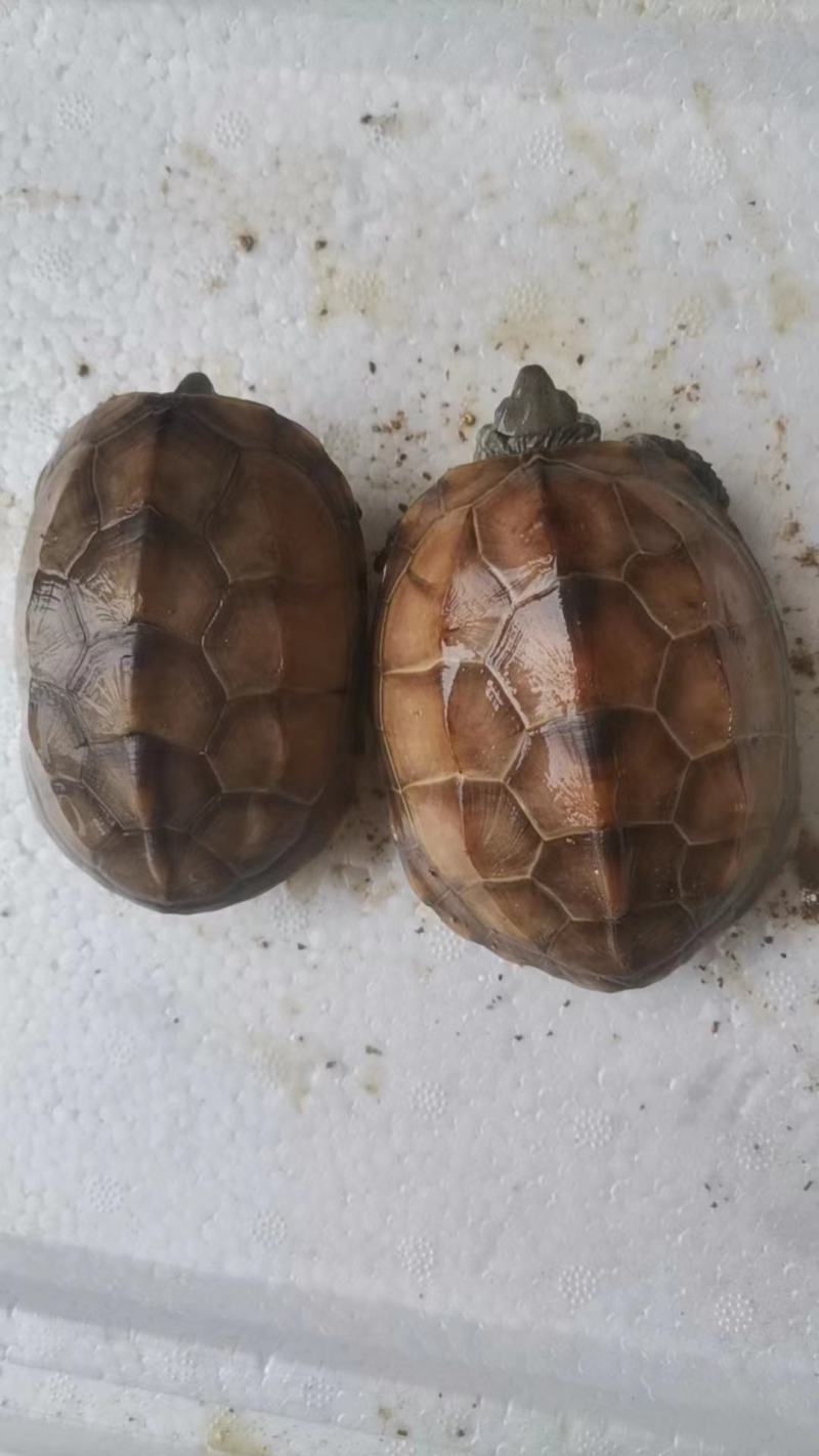 中华草龟田园外塘冷水活物乌龟活体小草观赏宠物便宜