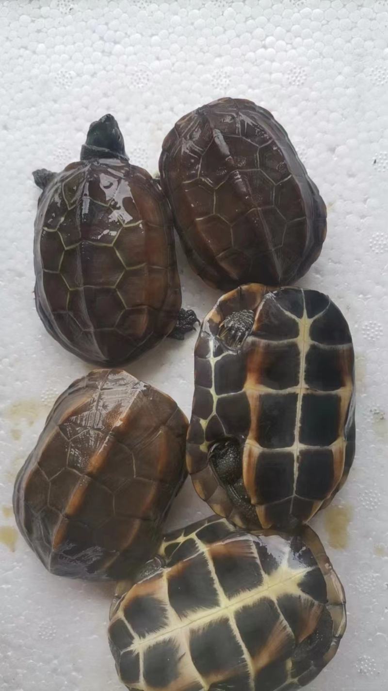 中华草龟田园外塘冷水活物乌龟活体小草观赏宠物便宜