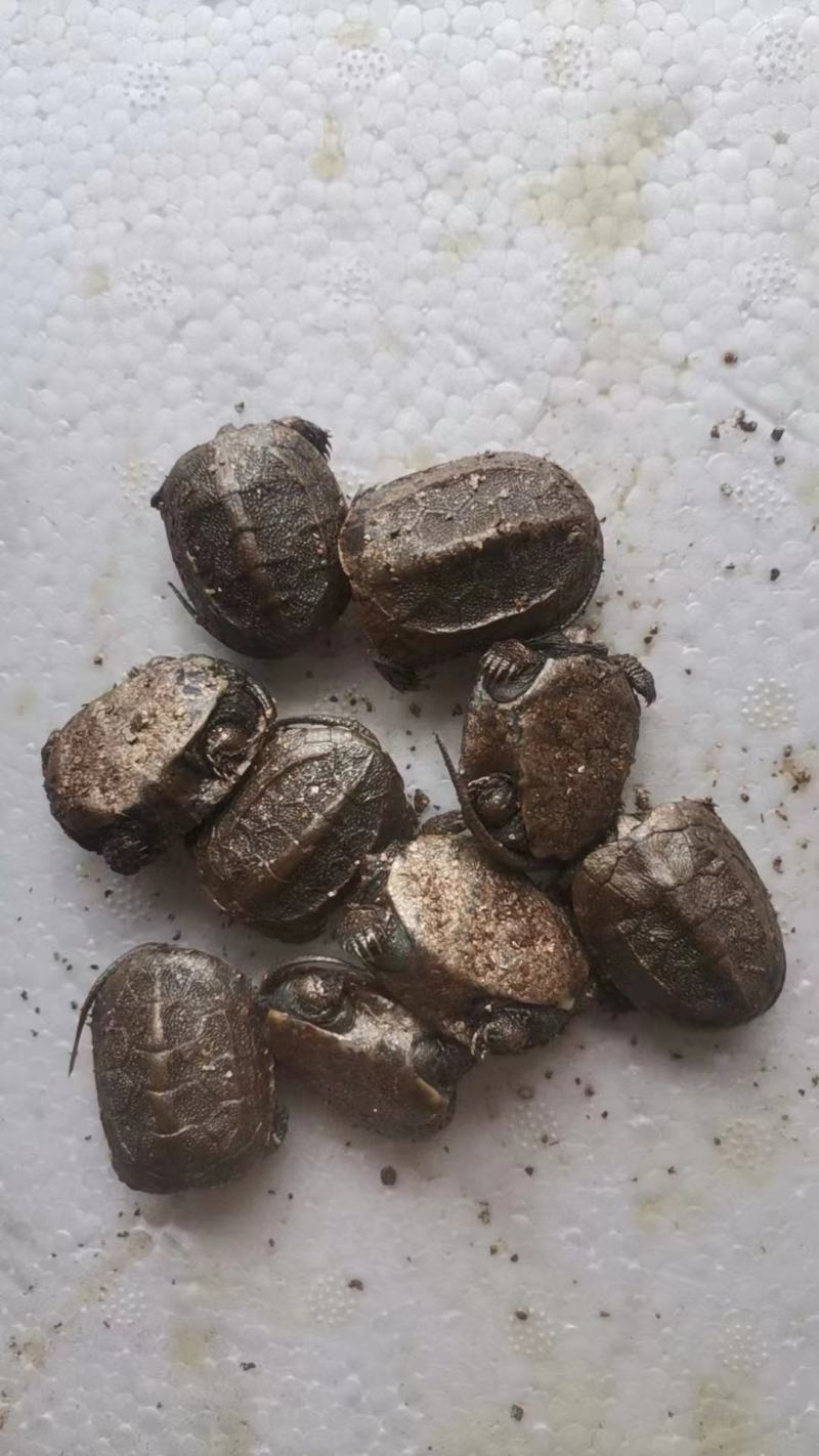 中华草龟田园外塘冷水活物乌龟活体小草观赏宠物便宜
