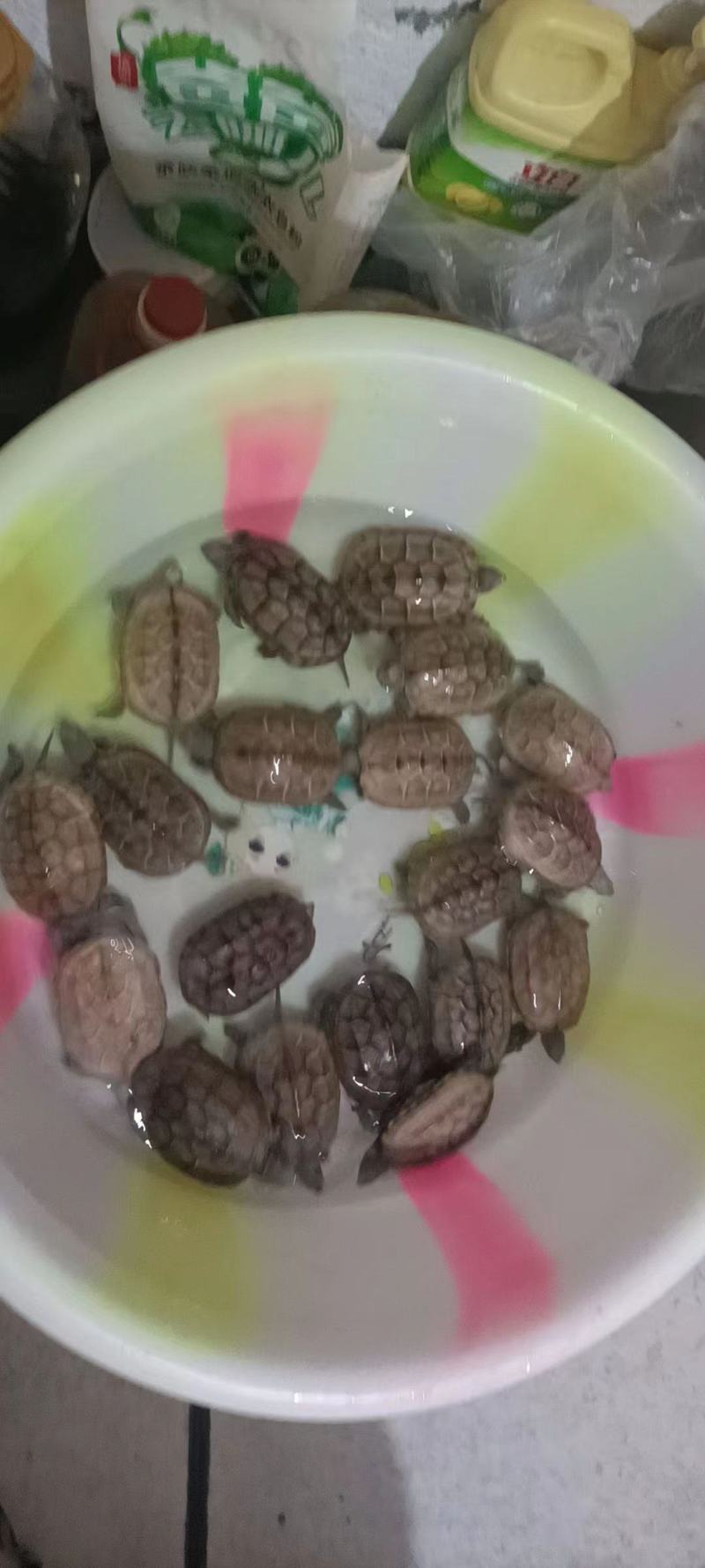 中华草龟田园外塘冷水活物乌龟活体小草观赏宠物便宜