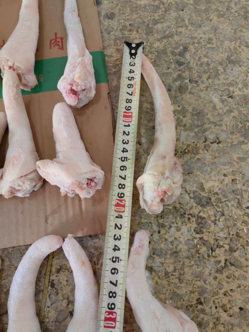 肥猪短尾