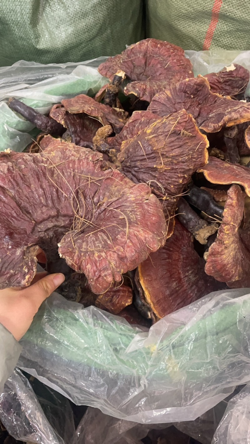 云南白灵芝大货批发