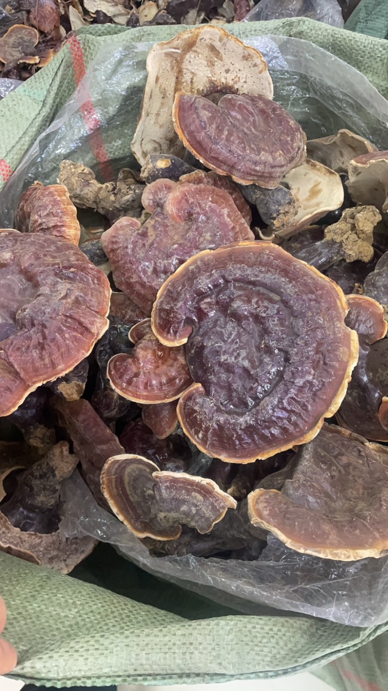 云南白灵芝大货批发