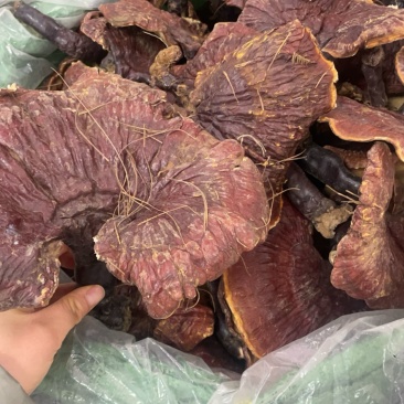云南白灵芝大货批发