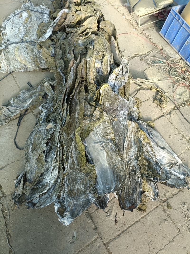 大连干海带有40多吨，厂家直销，货品齐全，质量保证