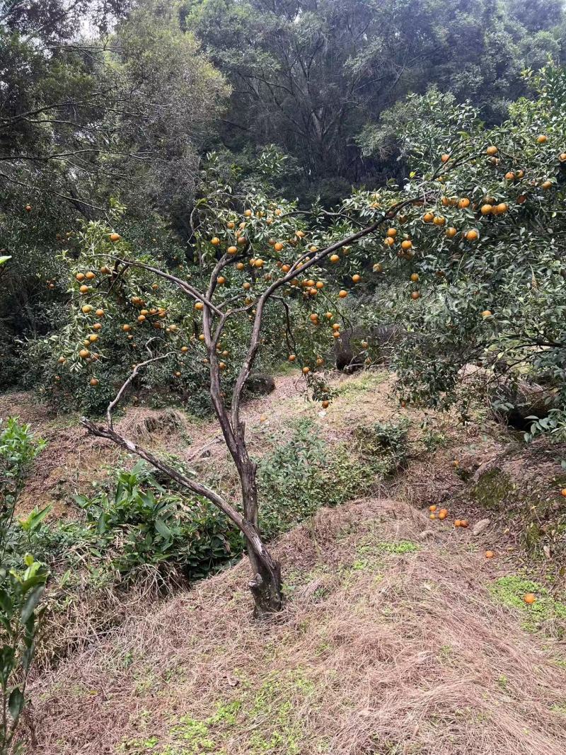 世界长寿之乡浦北老树陈皮45年树龄。