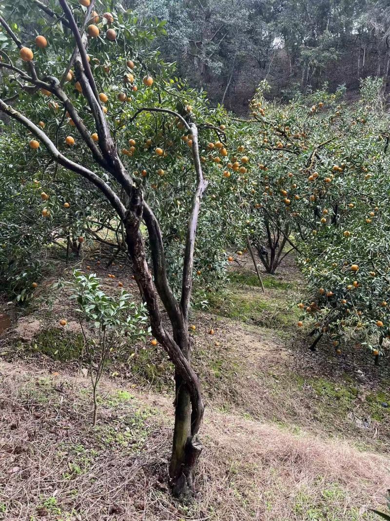 世界长寿之乡浦北老树陈皮45年树龄。