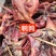 家养烟熏腊鹌鹑营养丰富干度好1件100只1件起批常年批发