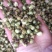 精选山茶花500克茶花干泡水花茶云南精选山茶