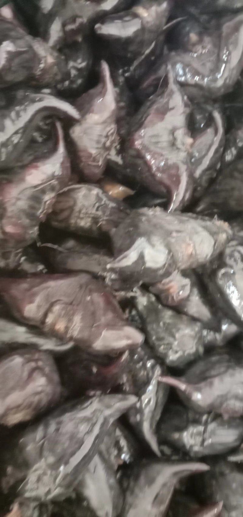 早产水红菱和牛角青菱种子待售需要的老板联系我