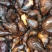 早产水红菱和牛角青菱种子待售需要的老板联系我
