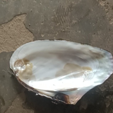 河蚌壳