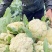 白花菜