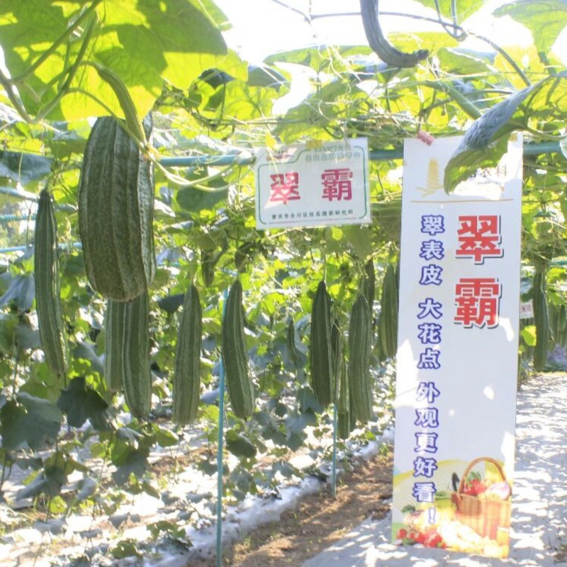 翠霸棱角花点丝瓜种子菱形丝瓜种子大肉丝瓜种子