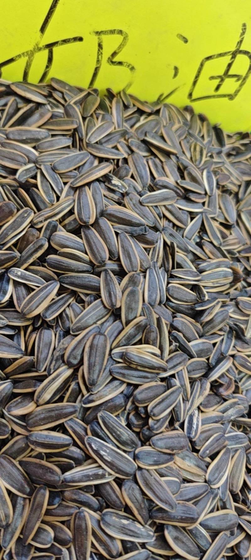 河南郑州新货葵花子10斤焦糖红枣五香茶韵奶香原味菊花陈皮