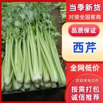 西芹/山东聊城芹菜/产区直发/一手货源