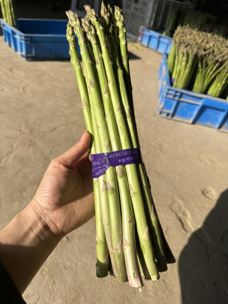 芦笋精品上海基地批发源头直供质优价廉