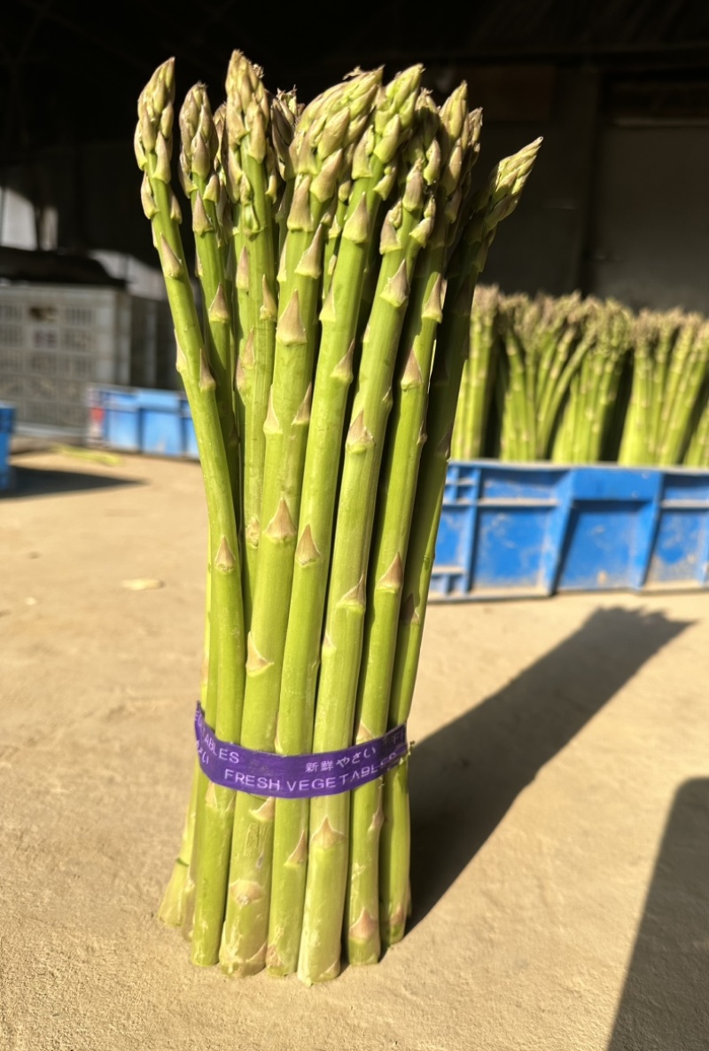 芦笋精品上海基地批发源头直供质优价廉