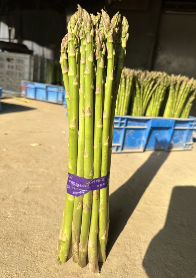 芦笋精品上海基地批发源头直供质优价廉