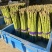 芦笋精品上海基地批发源头直供质优价廉