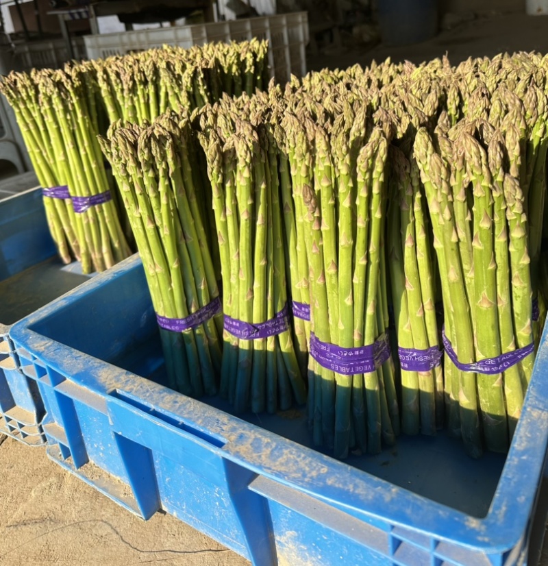 芦笋精品上海基地批发源头直供质优价廉