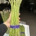 芦笋精品上海基地批发源头直供质优价廉
