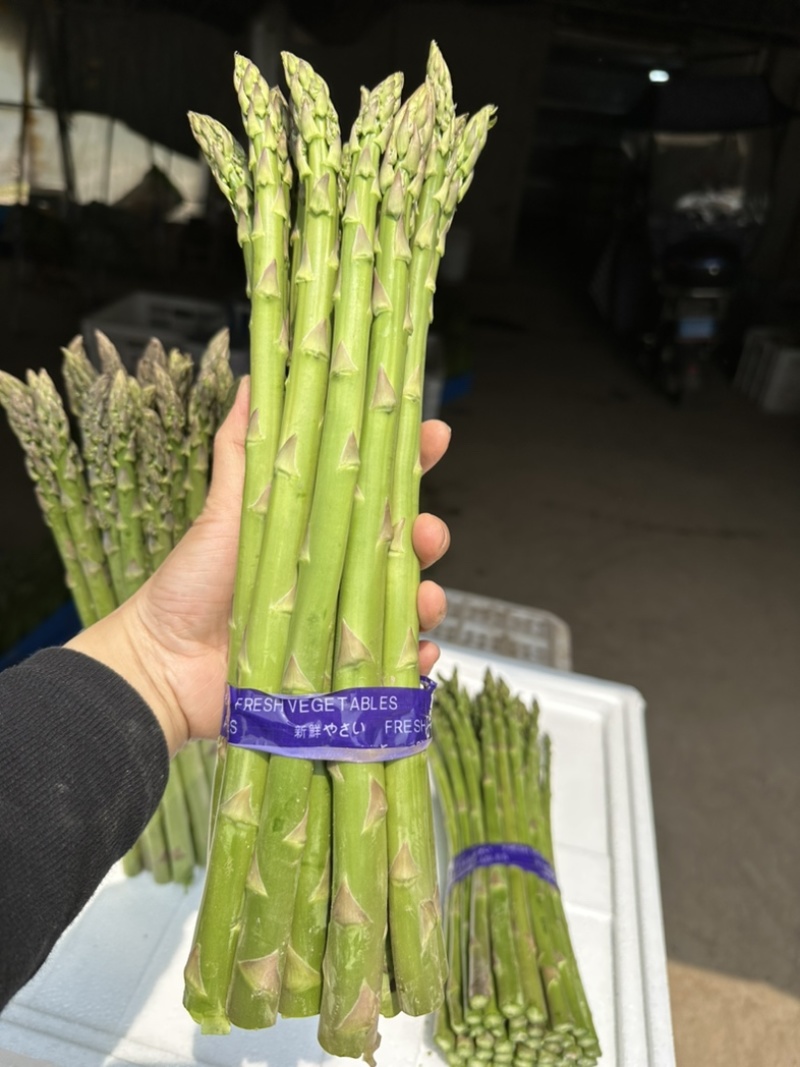芦笋精品上海基地批发源头直供质优价廉